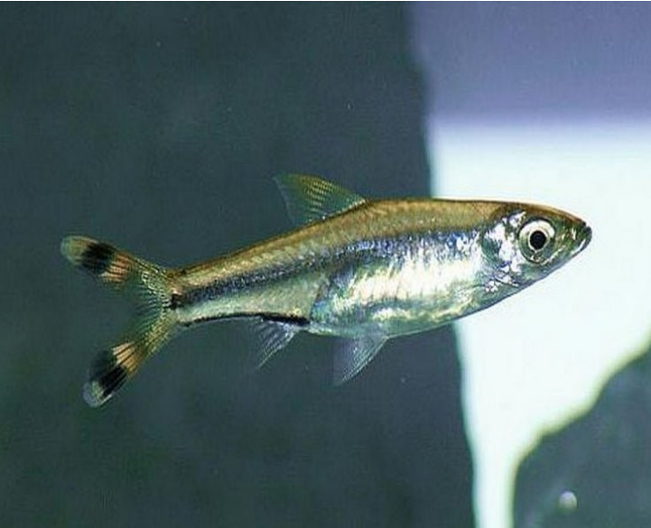 Scissortail Rasbora